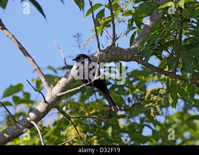 Südliche Schwarze Fliegenfänger in Südafrika Stockfoto