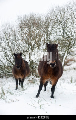 Dartmoor-Ponys an verschneiten Wintertagen auf Dartmoor in der Nähe von Warren House Inn. Stockfoto