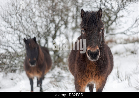 Dartmoor-Ponys an verschneiten Wintertagen auf Dartmoor in der Nähe von Warren House Inn. Stockfoto