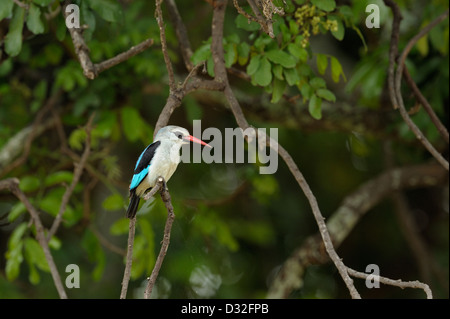 Woodland Kingfisher (Halcyon Senegalensis) thront auf einem Baum im Tarangire Nationalpark, Tansania Stockfoto