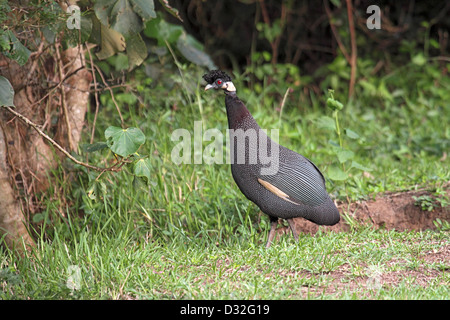 Crested Perlhühner in Südafrika Stockfoto