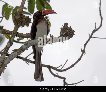 Gekrönt Hornbill thront auf Zweig des Baumes in Südafrika Stockfoto