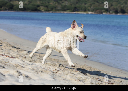 Hund Labrador Retriever Erwachsener (gelb) am Strand Stockfoto