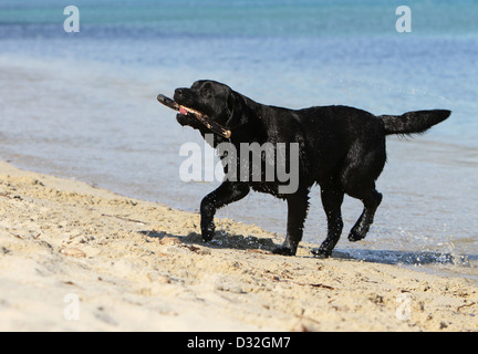 Labrador Retriever Hund / Erwachsener (schwarz) laufen am Strand mit einem Stock im Maul Stockfoto