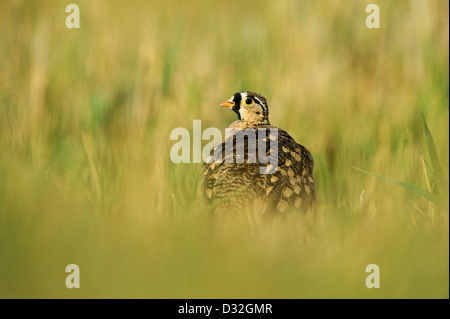 Black-faced Sandgrouse (Pterocles Decoratus) in der grünen Gräsern der Tarangire Nationalpark, Tansania Stockfoto