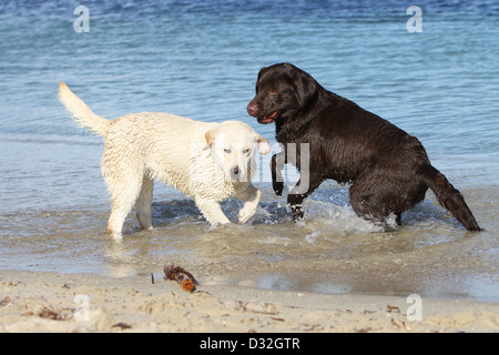 Hund Labrador Retriever zwei Erwachsene (chocolate und gelb) spielen im Meer Stockfoto