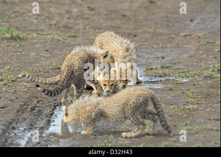 Cheetah jungen trinken aus einem Pool auf dem Reifen zu verfolgen, in Ndutu in Ngorongoro Naturschutzgebiet im Norden von Tansania, Afrika Stockfoto