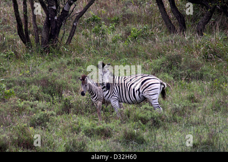 Ebenen Zebra Mutter und Kalb in grasbewachsene Lichtung in Südafrika Stockfoto