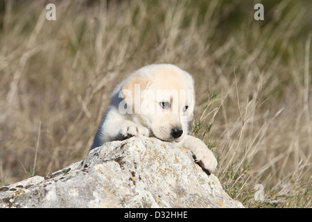 Hund Labrador Retriever Welpen (gelb) auf einem Felsen liegend Stockfoto