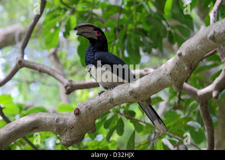 Trompeter Hornbill in Südafrika Stockfoto