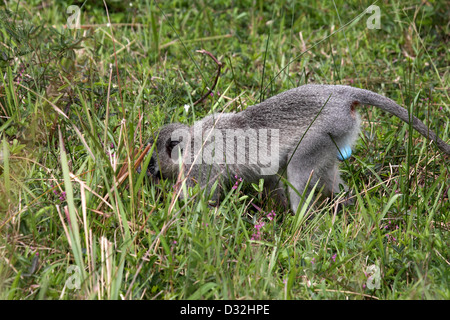Vervet Affen männlich Nahrungssuche in Grünland in Südafrika Stockfoto