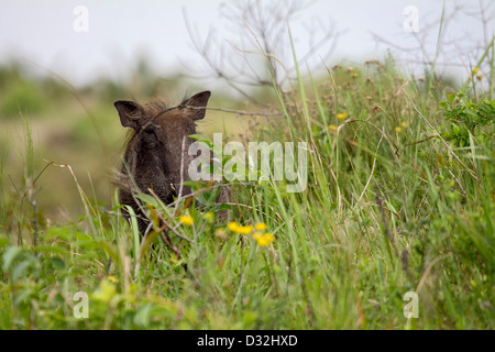 Gemeinsamen Warzenschwein peering aus Verschleierung in hohen Grünland in Südafrika Stockfoto