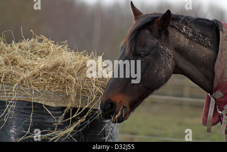 Pferd Heu essen Stockfoto