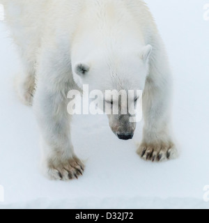 Eisbär ((Ursus maritimus), Grönland Stockfoto