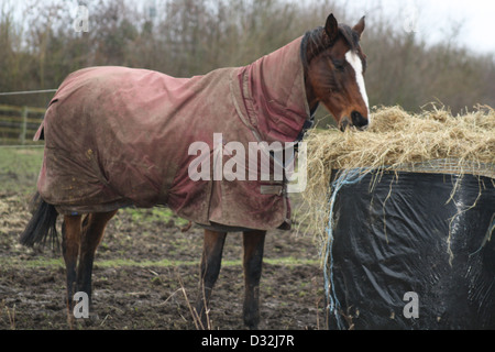 Pferde in einem Feld Essen Heu Stockfoto