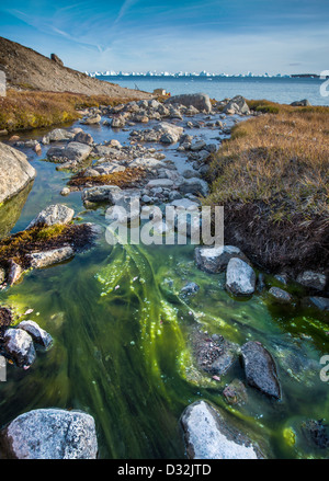 Tide Pool mit Algen, Scoresbysund, Grönland Stockfoto