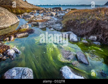 Tide Pool mit Algen, Scoresbysund, Grönland Stockfoto