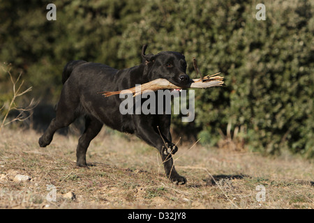 Labrador Retriever Hund / Erwachsene laufen mit einem Stock im Maul Stockfoto