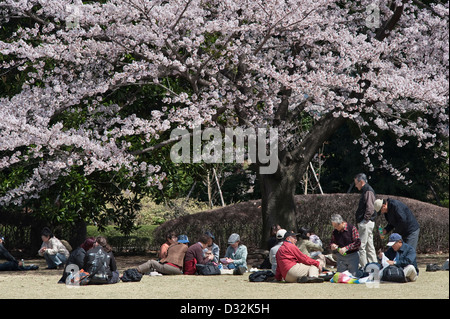 Picknicker veranstalten traditionelle Hanami-Partys, um die Frühlingskirschblüte (Sakura) in den East Gardens des Kaiserpalastes in Tokio, Japan, zu genießen Stockfoto