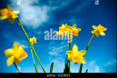 Narzissen gegen blauen Himmel Stockfoto