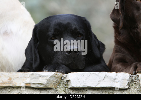 Hund Labrador Retriever Erwachsener (schwarz) liegen an der Wand Stockfoto