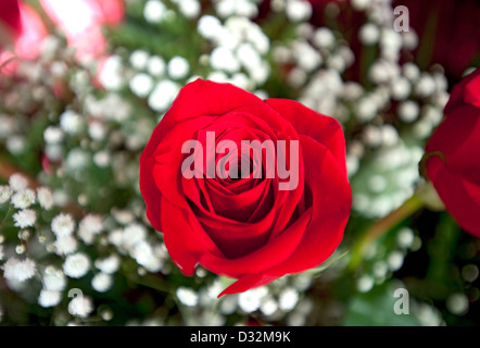 Rote Rose, Gattung rosa Stockfoto