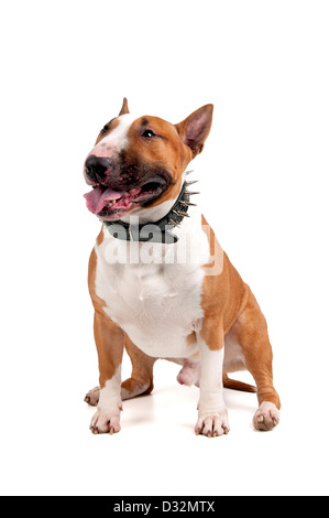 Schöne junge isoliert Bullterrier in weiß Stockfoto