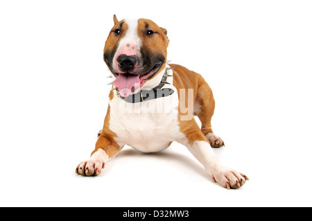 Schöne junge isoliert Bullterrier in weiß Stockfoto