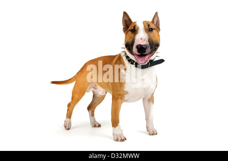 Schöne junge isoliert Bullterrier in weiß Stockfoto