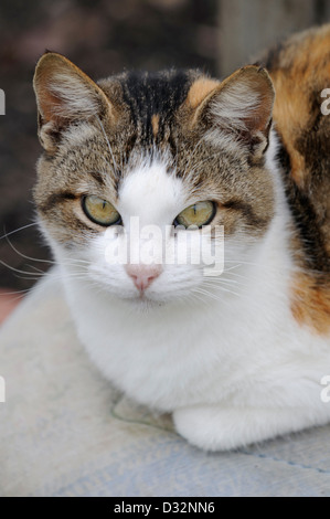 Hauskatze Stockfoto