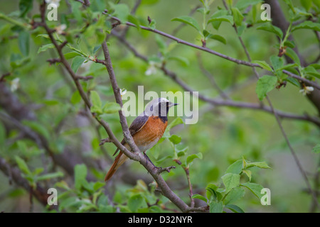 Gemeinsamen Gartenrotschwänze Gartenrotschwanz Stockfoto