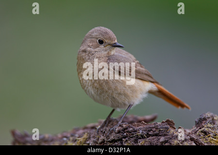 Gemeinsamen Gartenrotschwänze Gartenrotschwanz Phoenicurus phoen Stockfoto