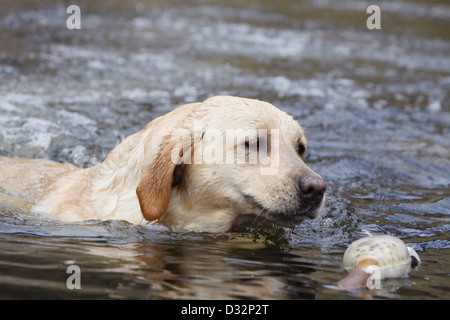 Hund Labrador Retriever adult (gelb) schwimmen einen Dummy abrufen Stockfoto