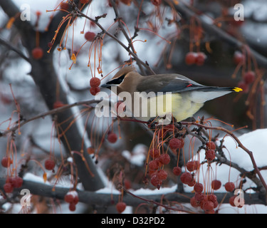 Eine Zeder Seidenschwanz (Bombycilla Cedrorum) sitzt hoch auf einem Eberesche Baum im Winter, Missoula, Montana Stockfoto