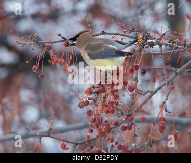 Eine Zeder Seidenschwanz (Bombycilla Cedrorum) isst eine Beere von einem Eberesche Baum, Missoula, Montana Stockfoto