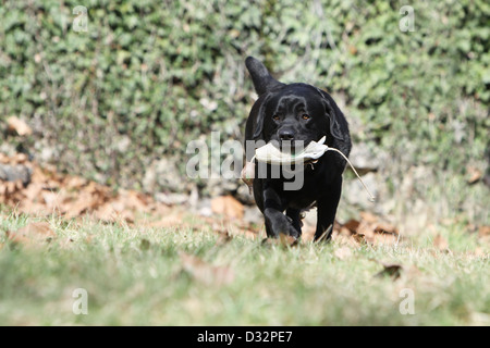 Labrador Retriever Hund / Erwachsener (schwarz) abrufen einen Dummy Stockfoto