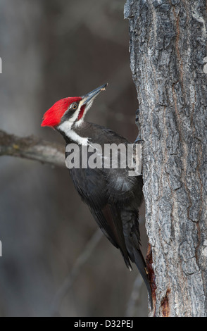 Helmspecht (Dryocopus Pileatus) auf einem Baum, Lee Metcalf National Wildlife Refuge Stockfoto