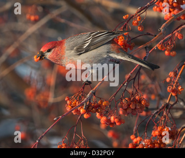 Eine männliche Kiefer Grosbeak (Pinicola Enucleator) ernährt sich von Vogelbeeren, Missoula, Montana Stockfoto