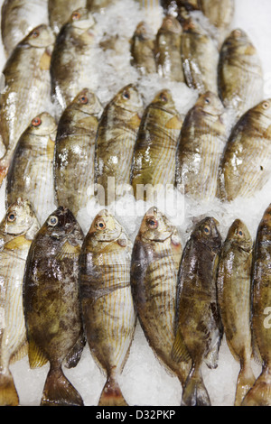 Eine Auswahl an frischem Salema porgy (Sarpa salpa) auf Eis zum Verkauf. Bodrum, Mugla Provinz, Türkei. Stockfoto