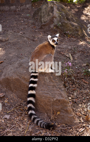 Madagaskar, Parc National de l'Isalo, Ringtailed Lemur Lemur Catta, Standortwahl auf Felsen Stockfoto