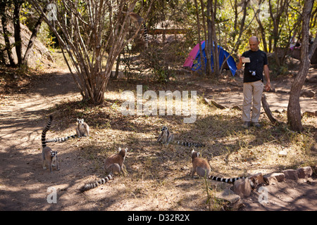 Madagaskar, Parc National de l'Isalo, Namaza Campingplatz, Mann Fotografieren Ringtailed Lemuren auf smartphone Stockfoto