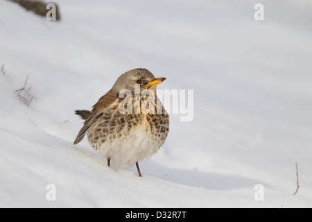 Wacholderdrossel Turdus Pilaris Wacholderdrossel drossel Stockfoto