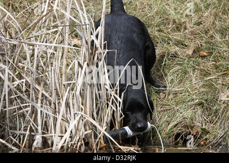 Labrador Retriever Hund / Erwachsenen tritt einen Teich mit einem Dummy im Mund Stockfoto