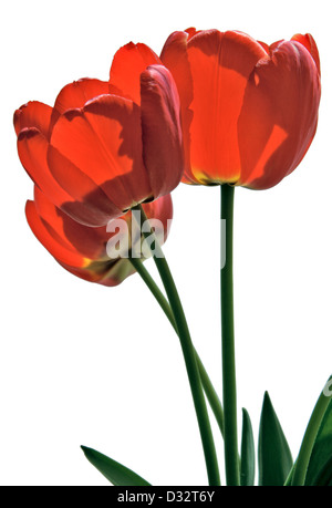 Blumen Tulpen closeup Stockfoto
