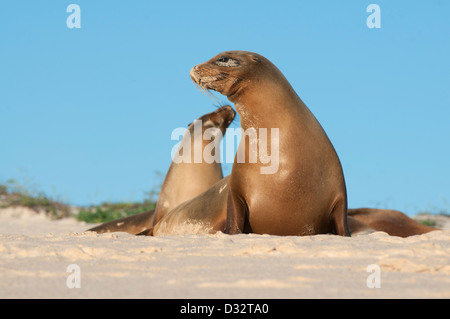 Galápagos-Seelöwen (Zalophus Wollebaeki) Cerro Brujo, San Cristobal ist Galapagos Stockfoto