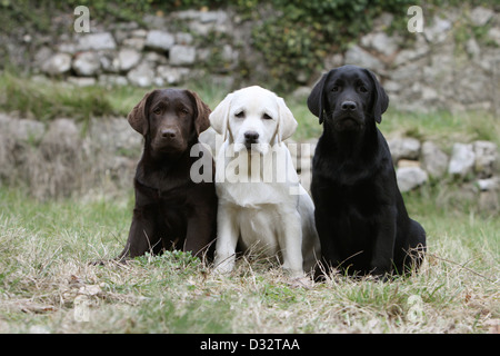 Sitzt der Hund Labrador Retriever drei Welpen verschiedene Farben (Schokolade, gelb und schwarz) Stockfoto