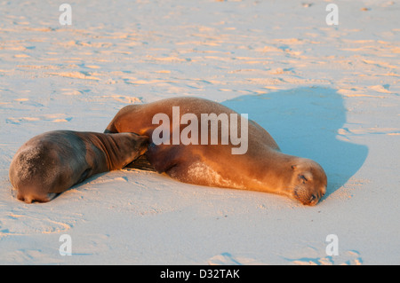 Galápagos Seelöwe (Zalophus Wollebaeki) Säugling bei Sonnenuntergang, Cerro Brujo, San Cristobal ist Galapagos Stockfoto