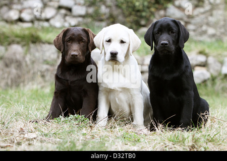 Sitzt der Hund Labrador Retriever drei Welpen verschiedene Farben (Schokolade, gelb und schwarz) Stockfoto