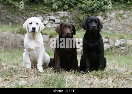 Sitzt der Hund Labrador Retriever drei Welpen verschiedene Farben (gelb, Schokolade und schwarz) Stockfoto