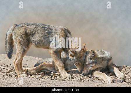 Juvenile graue Wölfe (Canis Lupus) Stockfoto